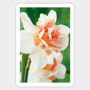 Narcissus  &#39;Replete&#39;    Division 4 Double Daffodil Sticker